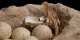 Vědci objevili 256 zkamenělých titanosauřích vajec
