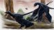 Microraptor mohl lovit podobně jako dnešní sokoli