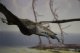 Austrálie hlásí nález nejstarších pterosauřích pozůstatků na svém území