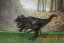 Tmavý Tyrannosaurus Rex - plastová figurka 18cm