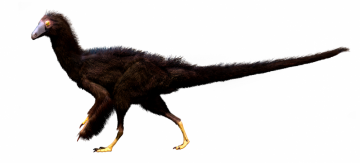 Čínský dinosaurus měl odlišnou stavbu přední končetiny než jeho příbuzní