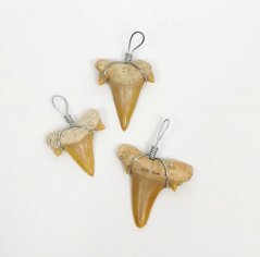 Přívěšek zkamenělý zub žraloka 1,5 - 2,5 cm