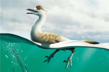 Nově objevený příbuzný Velociraptora připomíná dnešní vodní ptáky